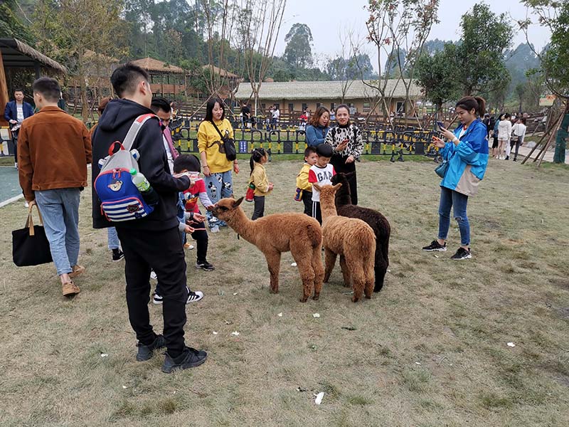 襄汾荷花小镇萌宠乐园门票攻略