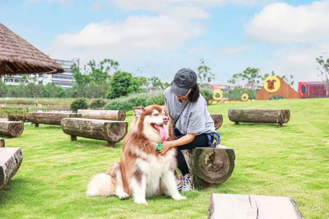 石油萌宠乐园攻略，玩转萌宠新天地