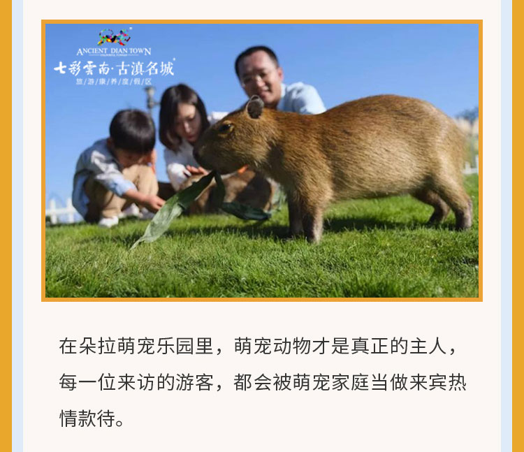 上海多心萌宠乐园地址及案例分析