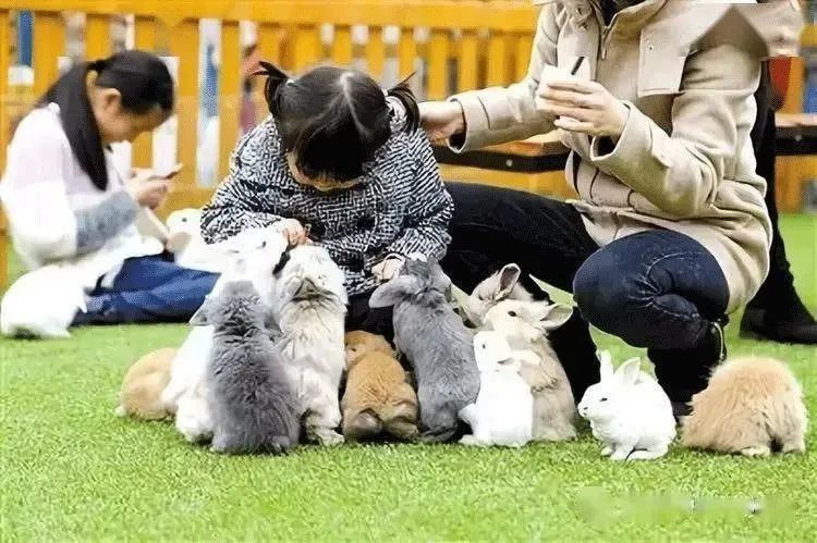 常德鑫泽苑萌宠乐园门票全解析