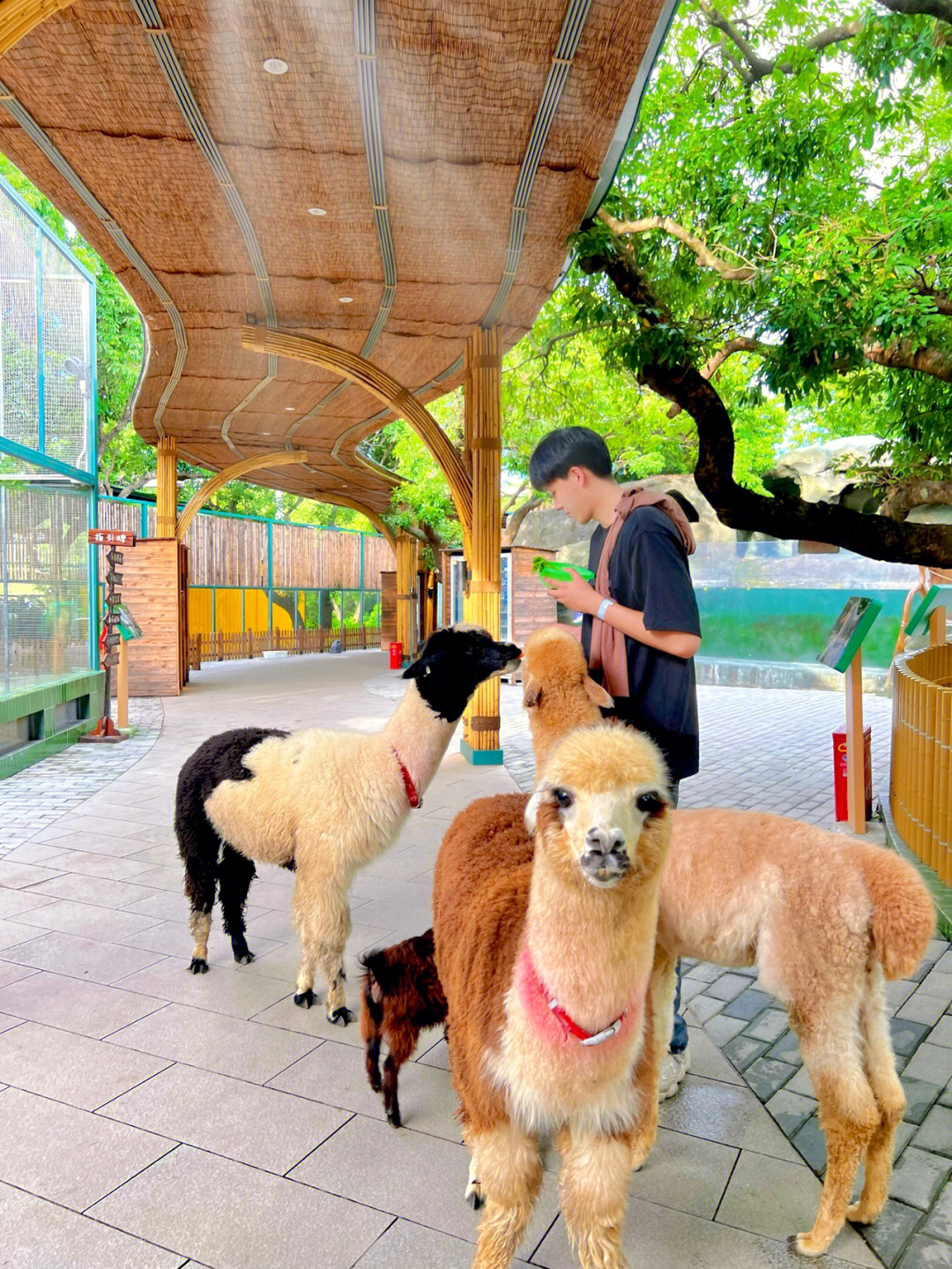 仙游口袋萌宠乐园官网招聘