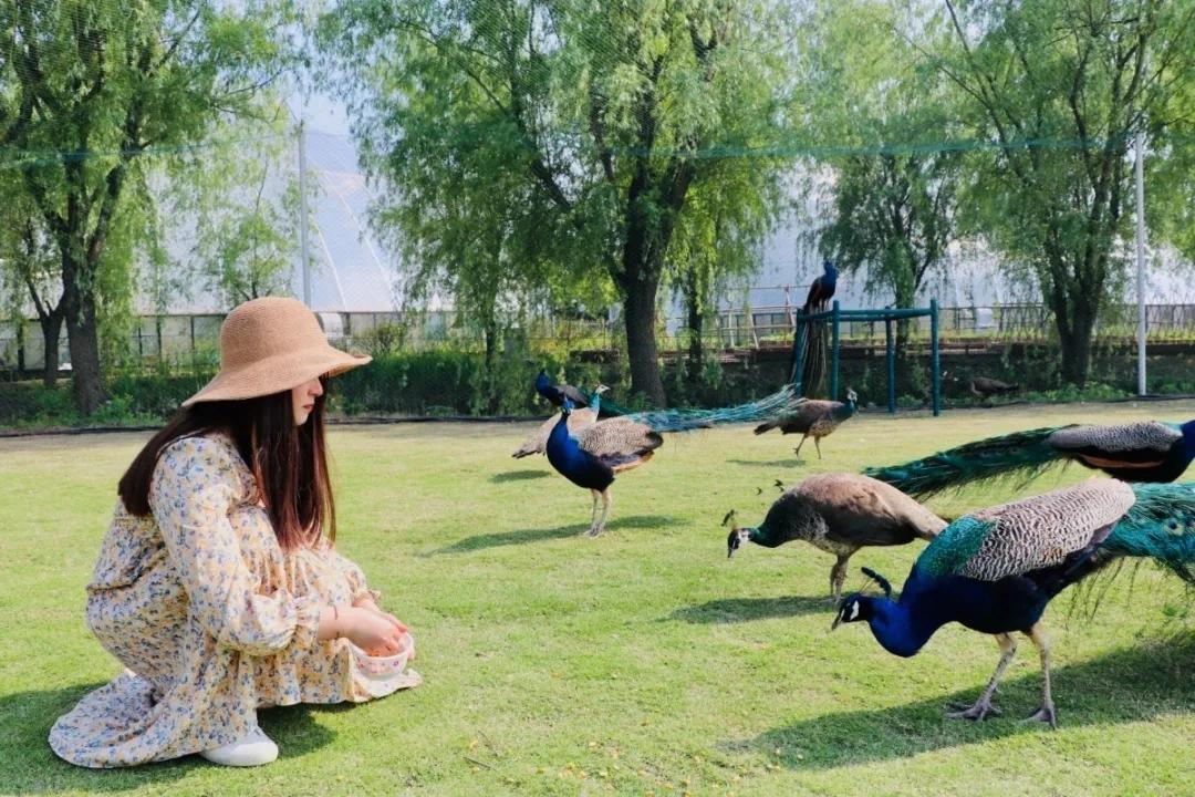 抖音月付怎么弄套出来额度，详细步骤与案例解析