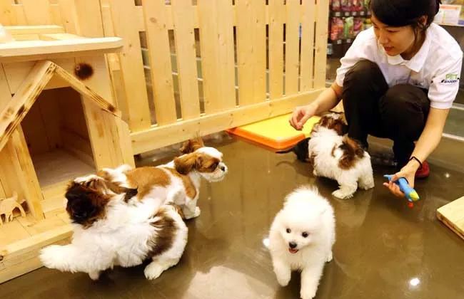 印象萌宠主题乐园—探索欢乐与萌态并存的奇妙世界