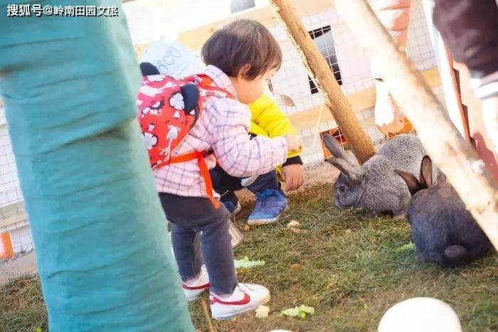 韶关萌宠乐园开发项目报告