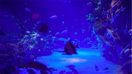 岳阳萌宠乐园工程招标公告