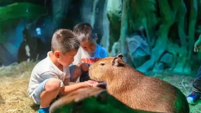 揭秘QQ微信聊天记录查询与恢复全攻略，合法途径与风险提示