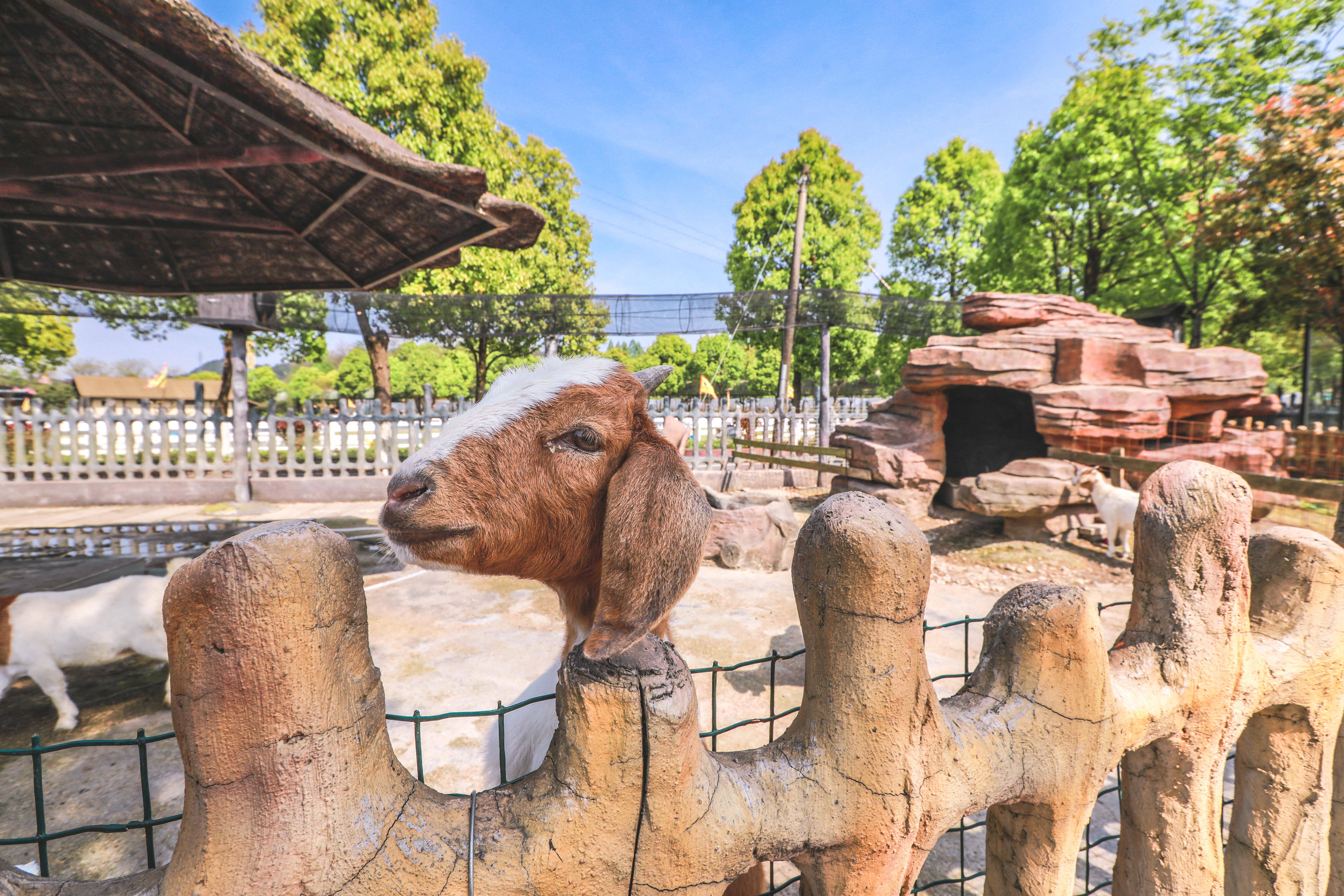 七七萌宠乐园团购国诚—开启你的宠物乐园之旅