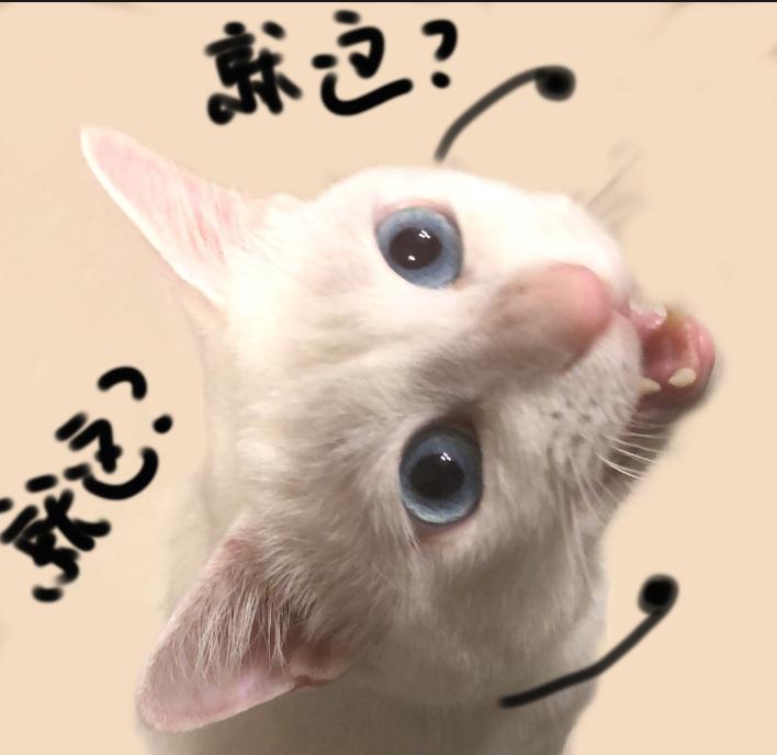 丽江萌宠乐园效果图—与自然和谐共生的宠物天堂