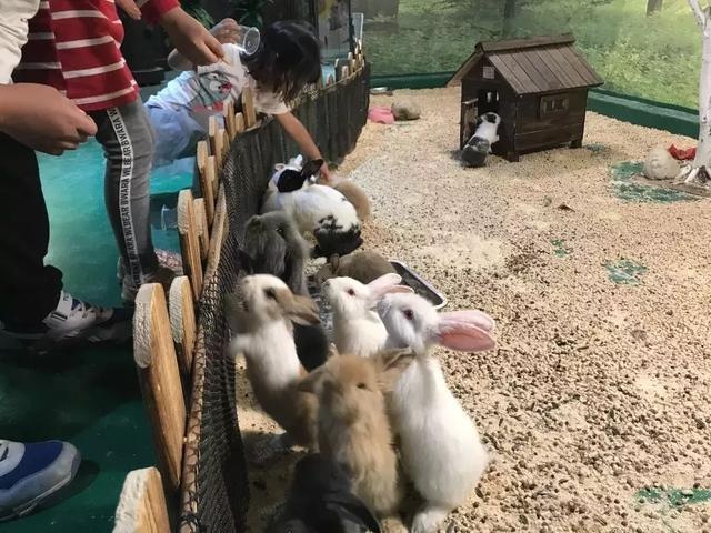 彦淖尔萌宠乐园设计服务