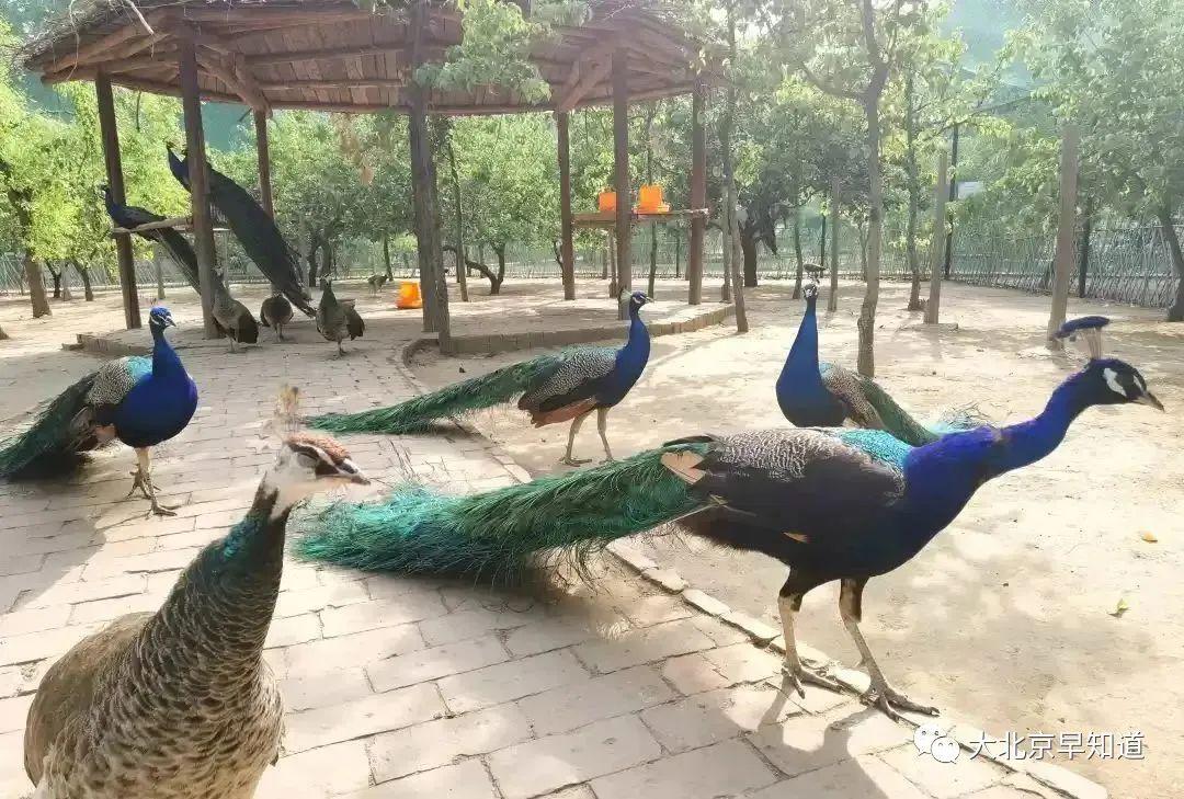 花呗火车票套出来最快攻略全解析