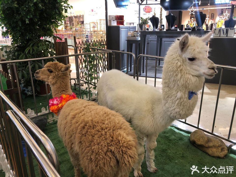 杏仁钱包羊小咩便荔卡套出来的实用指南