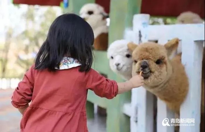 北京查开房记录 揭秘北京查开房记录，如何查询、用途及案例分享