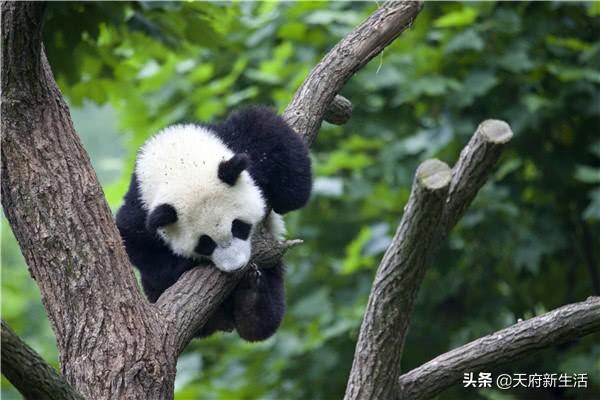 萌宠皮卡丘乐园消费体验报告