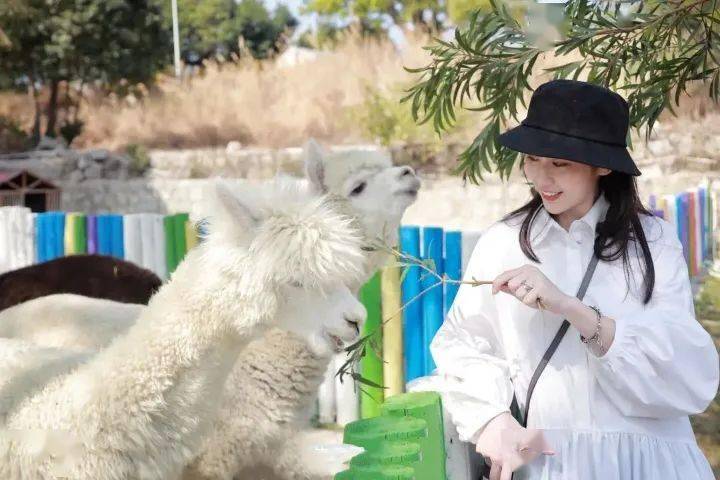 枣庄萌宠乐园开发时间