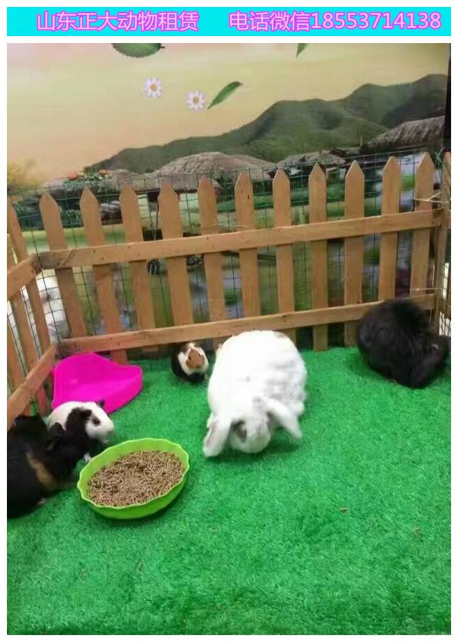 羊小咩享花卡提现额度搜索攻略