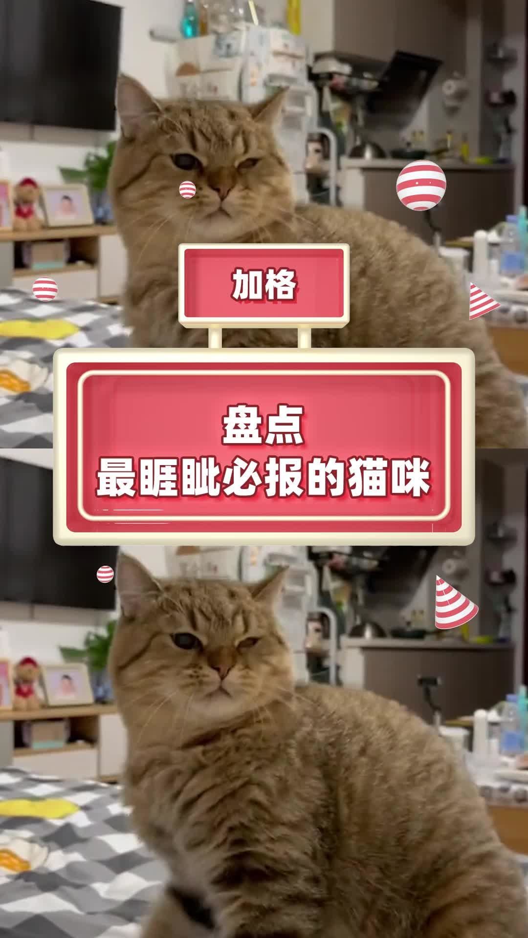 时光岛游乐园萌宠攻略
