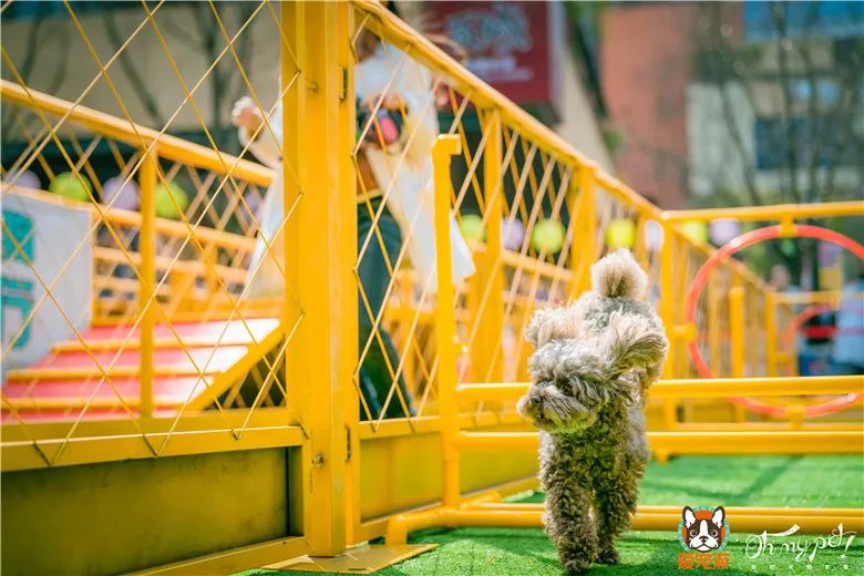 许昌花卉市场萌宠乐园位置指南