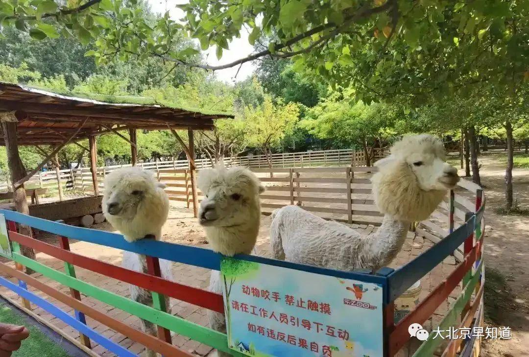 萌宠乐园手绘教程—简单版