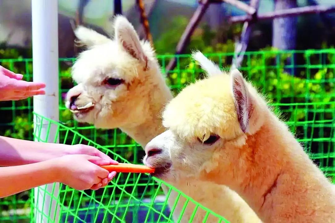 萌宠乐园员工入职培训，开启新篇章