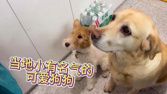 京东白条闪套出来 京东白条闪套出来，购物新体验，轻松分期享好礼！