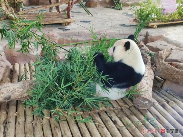 京东白条取现咋分期 京东白条取现分期攻略，轻松还款，省心又省力！