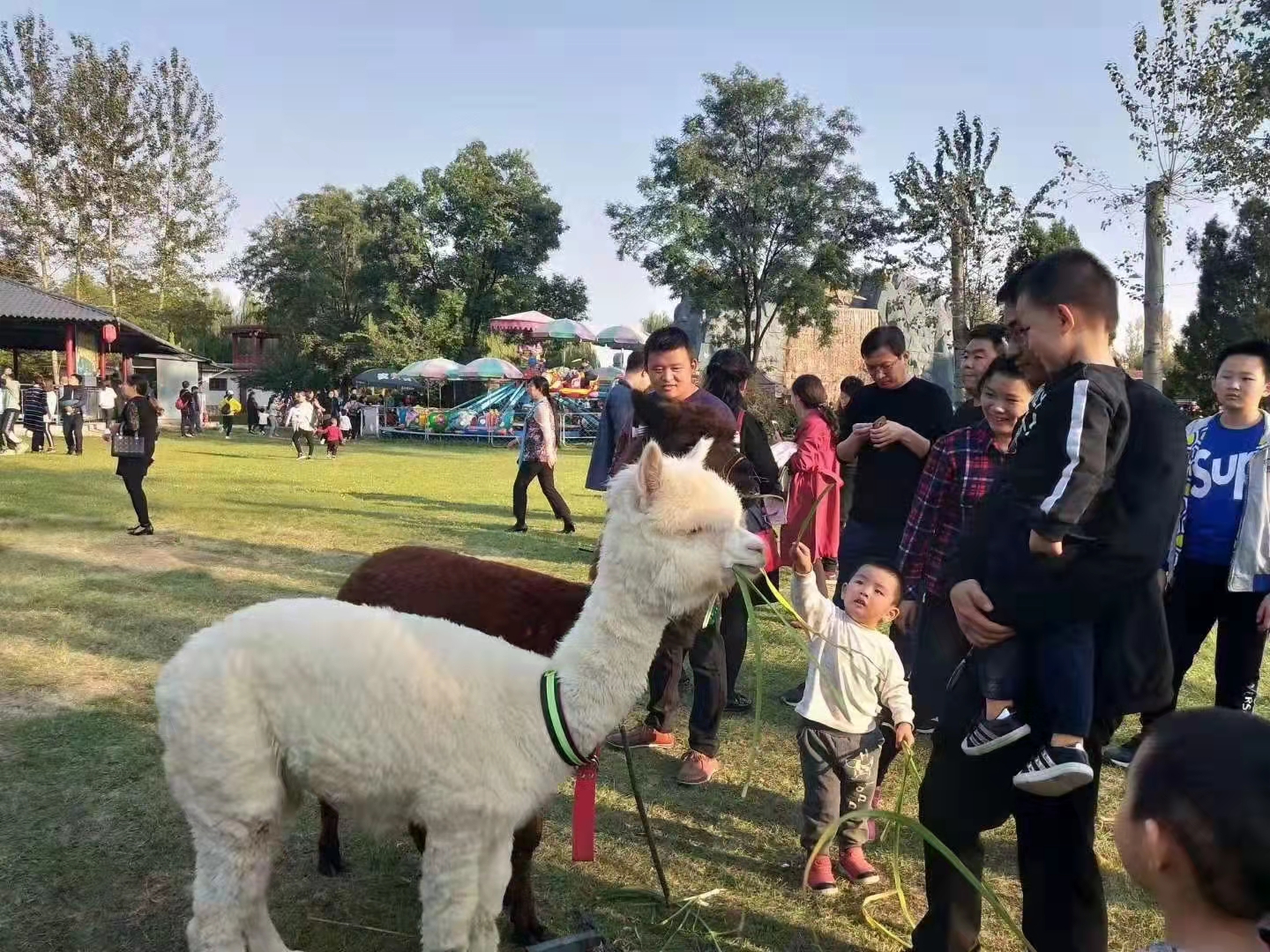 遵义那点有白条套出来 遵义那点有白条套出来，揭秘遵义白条套的奥秘与案例分享