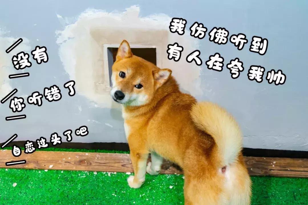 京东白条收款了九千提现 京东白条收款九千，轻松提现体验分享