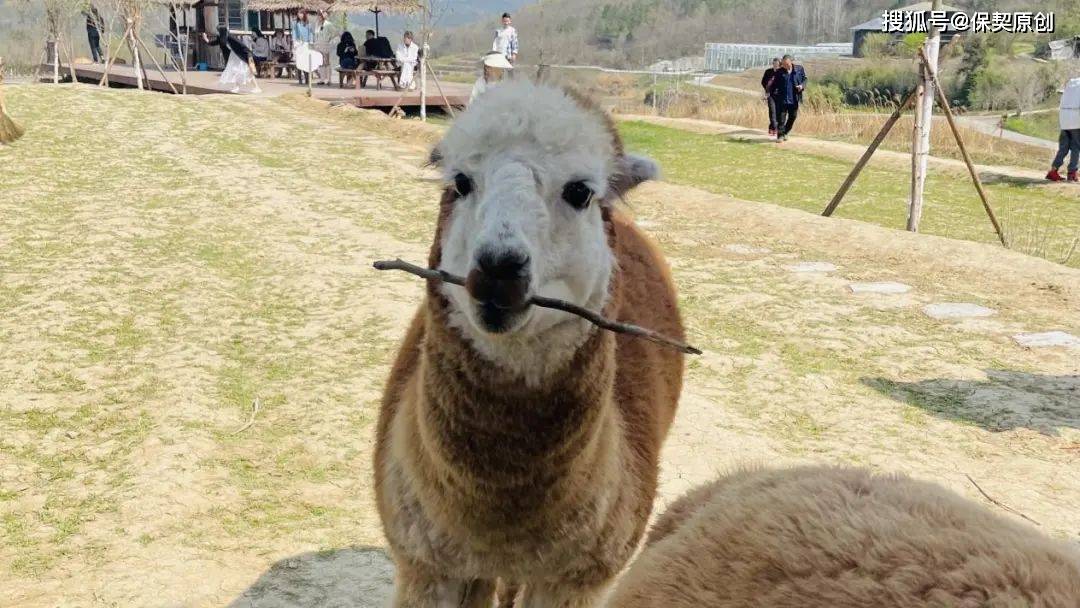 萌宠乐园项目新增亮点与案例分析