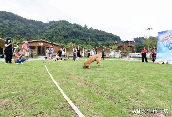 白条套现的利与弊，风险、安全指南与真实案例解析