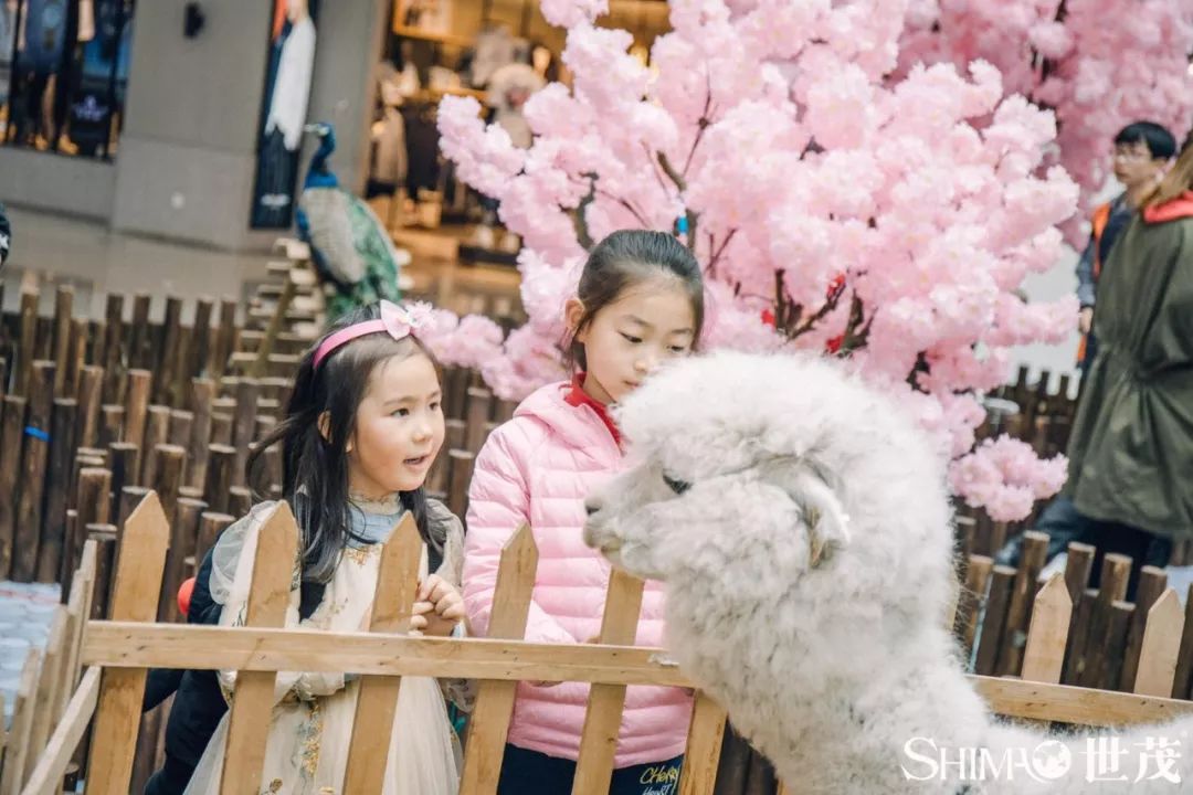 张掖市六乐萌宠乐园—探索宠物乐园的奇幻之旅
