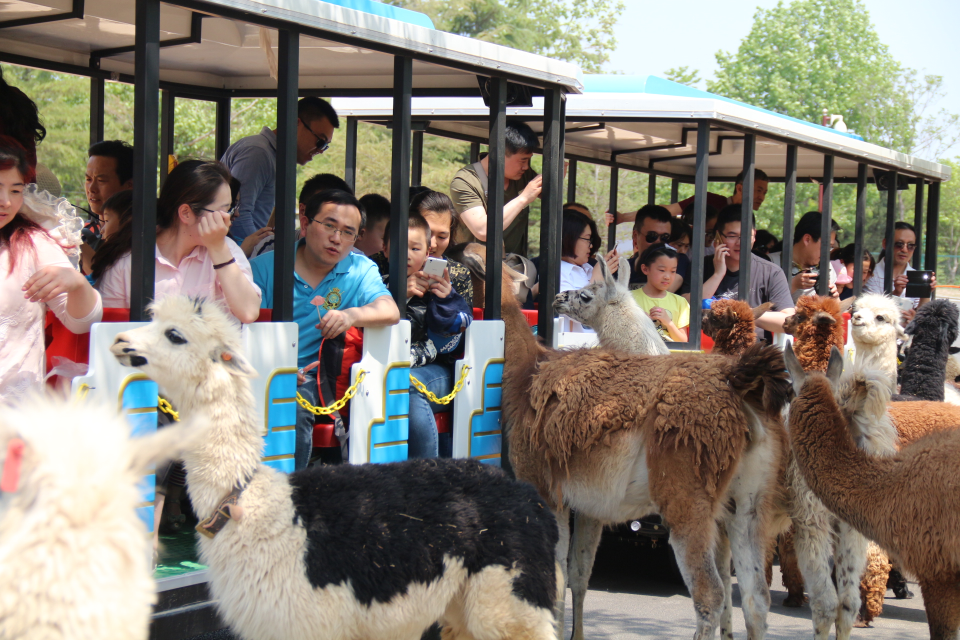 张掖市六乐萌宠乐园—探索宠物乐园的奇幻之旅