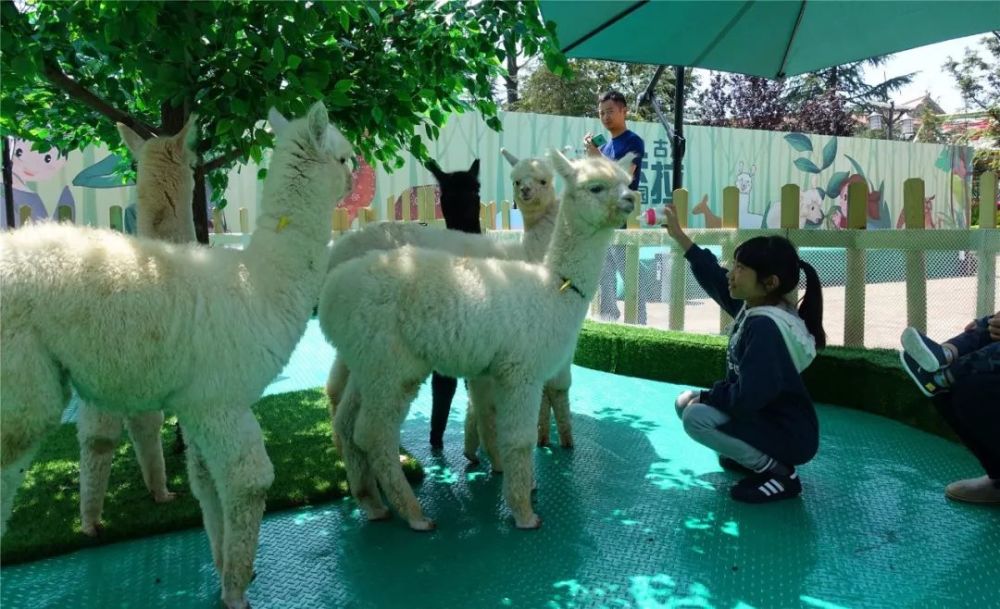 Dear Friends,Guests,and Animal Lovers