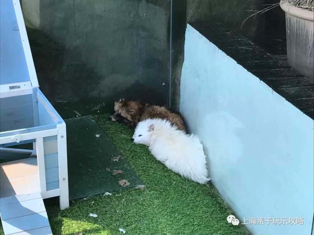 哈尔滨萌宠乐园游玩攻略
