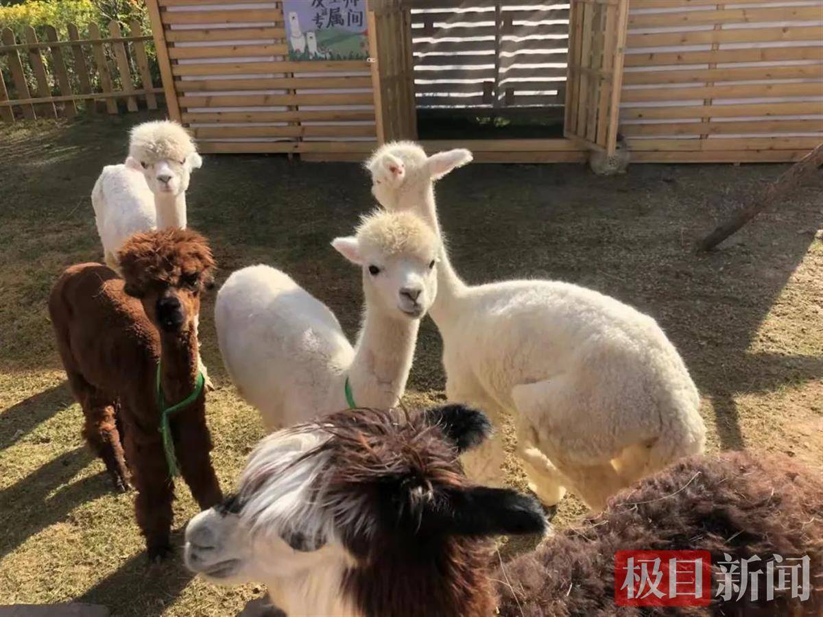义乌萌宠乐园门票转让电话揭秘
