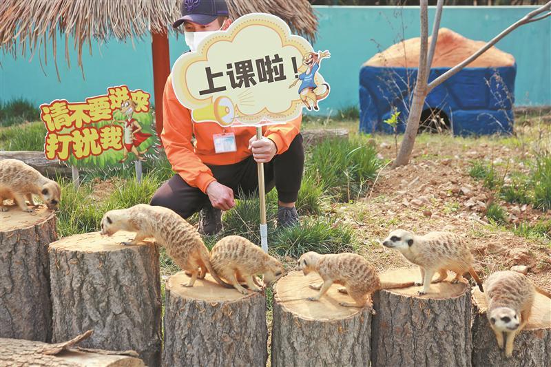 京东白条借款的提现规则与案例分析