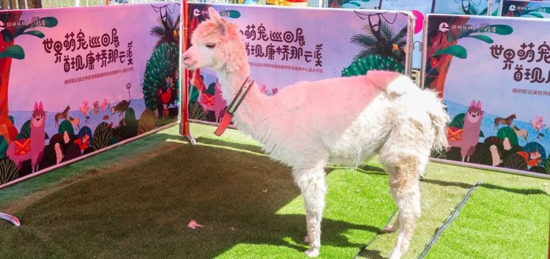 宾馆入住记录查询 宾馆入住记录查询，轻松掌握客人信息，提升服务品质