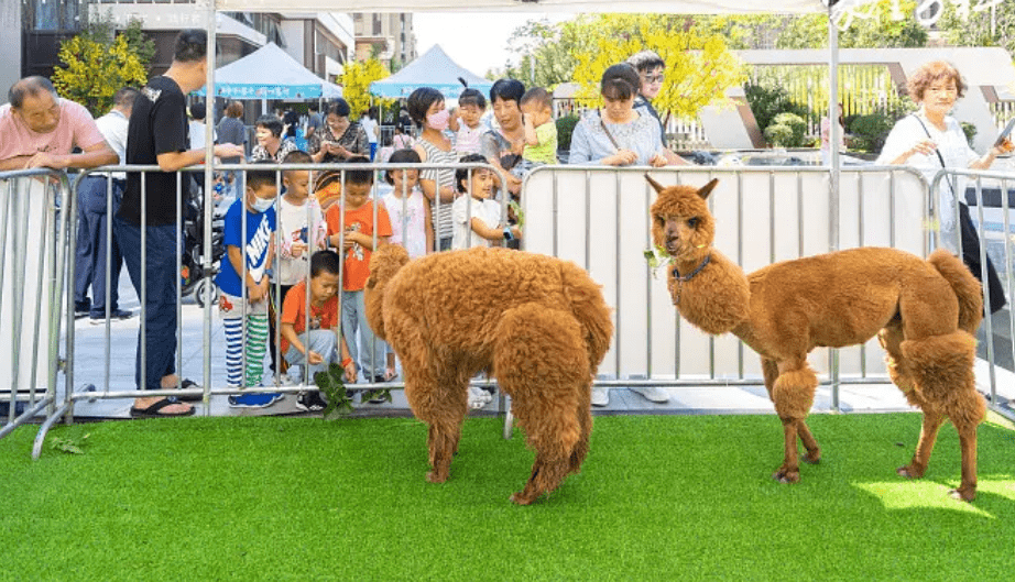自己的京东白条自己如何提现 京东白条提现攻略，轻松把虚拟额度变成真金白银！