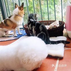 肇庆萌宠乐园开发项目概览