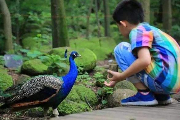 自己怎么把花呗提现吗 花呗提现攻略，轻松把虚拟额度变成真金白银
