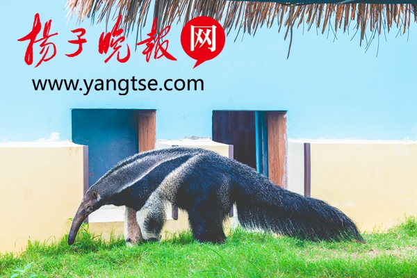 山阳萌宠乐园门票价格