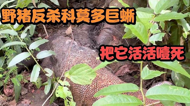 萌宠乐园长大的小鸡