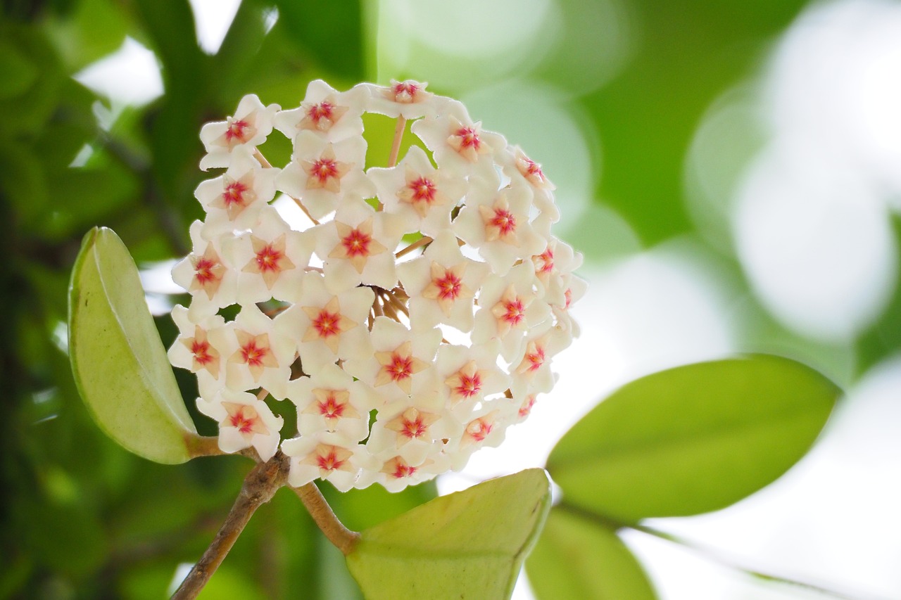 花呗额度提现，花呗额度2万高不高？