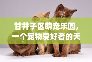 揭秘微信聊天记录偷取软件v5，功能、风险与防范指南
