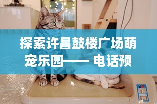 揭秘微信聊天记录监控技巧，合法边界与实操指南