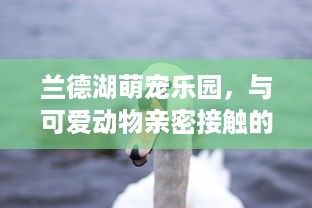 微信分付提现良心商家 揭秘微信分付提现良心商家，让你轻松提现无忧！