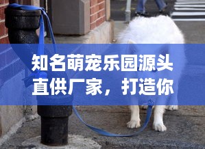 游龙腾基地的萌宠乐园—探索宠物新天地
