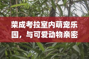 萌宠乐园鄂州店揭秘，探寻神秘乐园的温馨所在