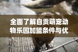 密亲子萌宠乐园设计图