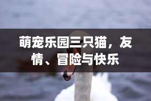 京东白条赏钱怎么提现 京东白条赏钱提现攻略，轻松变现，让你的小奖励变成真金白银！