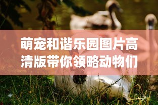 湘潭多乐诚萌宠动物乐园—探索与爱共存的奇妙世界
